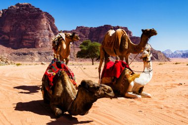 Deveyle çöl manzarası. Kum, dağlar ve Ürdün 'deki Wadi Rum çölünde bir çöl.