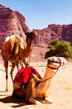 Deveyle çöl manzarası. Kum, dağlar ve Ürdün 'deki Wadi Rum çölünde bir çöl.