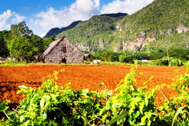 Uzak bir Küba kırsalında ve doğal ortamda eski bir saman kulübesi. Birçok Kübalı kırsal kesimdeki ahşap kulübelerde yaşıyor..