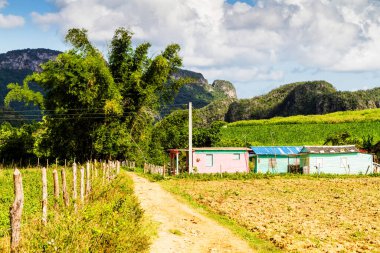 Uzak bir Küba kırsalında ve doğal ortamda eski bir ahşap kulübe. Birçok Kübalı kırsal kesimdeki ahşap kulübelerde yaşıyor..