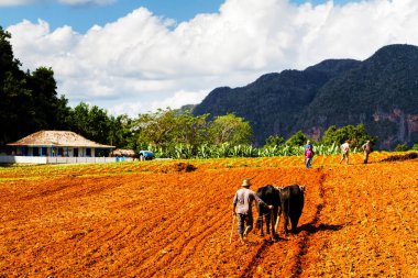 VINALES, CUBA - 19, 2017: Tütün tarlası Vinales Vadisi 'nde ekilmiş, Küba' nın tarım ve turist bölgesi. Vinales popüler bir tatil beldesidir..