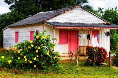 Uzak bir Küba kırsalında ve doğal ortamda eski bir ahşap kulübe. Birçok Kübalı kırsal kesimdeki ahşap kulübelerde yaşıyor..