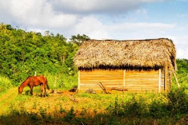 Uzak bir Küba kırsalında ve doğal ortamda eski bir ahşap kulübe. Birçok Kübalı kırsal kesimdeki ahşap kulübelerde yaşıyor..