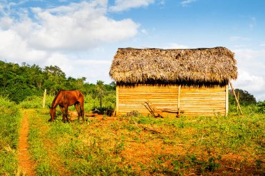 Uzak bir Küba kırsalında ve doğal ortamda eski bir ahşap kulübe. Birçok Kübalı kırsal kesimdeki ahşap kulübelerde yaşıyor..
