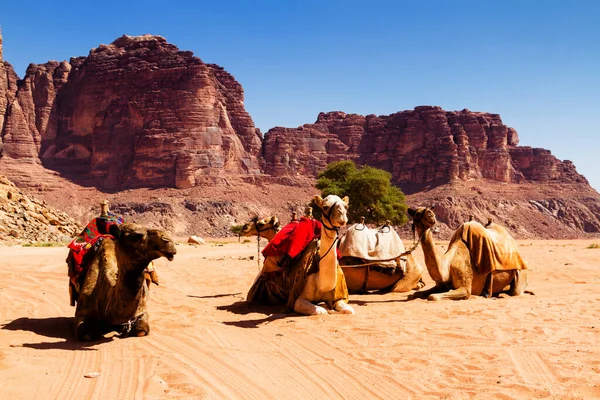 Desert landscape with camel. Sand, mountains and a desert on a Wadi Rum desert in Jordan