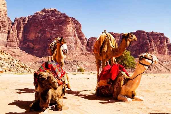 Paisagem Deserto Com Camelo Areia Montanhas Deserto Deserto Wadi Rum — Fotografia de Stock