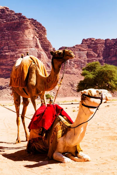 Paisagem Deserto Com Camelo Areia Montanhas Deserto Deserto Wadi Rum — Fotografia de Stock