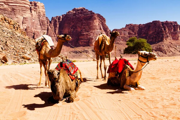 Paisagem Deserto Com Camelo Areia Montanhas Deserto Deserto Wadi Rum — Fotografia de Stock