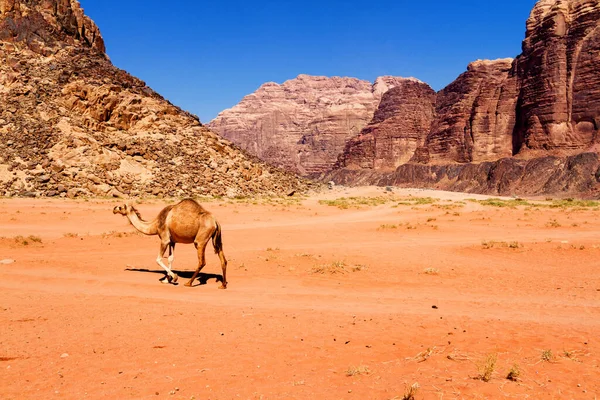 Paisagem Deserto Com Camelo Areia Montanhas Deserto Deserto Wadi Rum — Fotografia de Stock