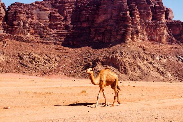 Paisagem Deserto Com Camelo Areia Montanhas Deserto Deserto Wadi Rum — Fotografia de Stock