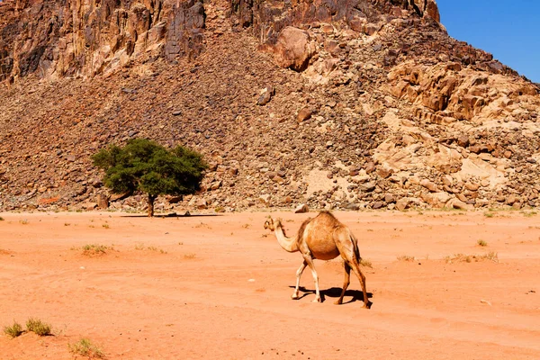 Paisagem Deserto Com Camelo Areia Montanhas Deserto Deserto Wadi Rum — Fotografia de Stock