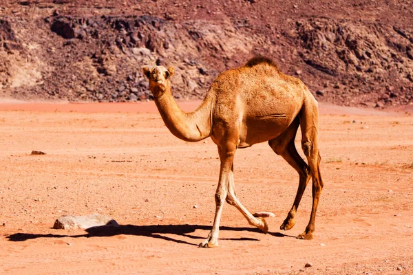 Desert Landscape Camel Sand Mountains Desert Wadi Rum Desert Jordan — Stock Photo, Image