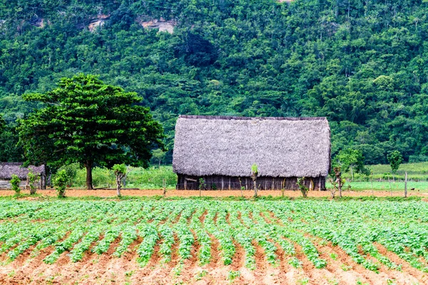 Old Straw Cabin Remote Cuban Countryside Natural Environment Vinales Valley — Stock Photo, Image