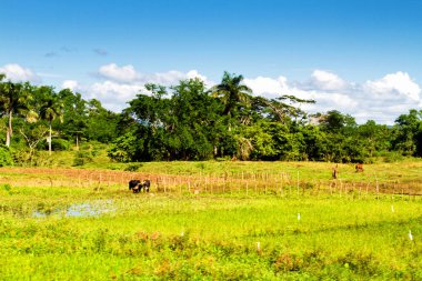 Küba 'daki Valle de los Ingenios (Valley şeker değirmenleri), ünlü bir turizm merkezi ve büyük bir şeker kamışı yetiştirme alanıdır. Trinidad