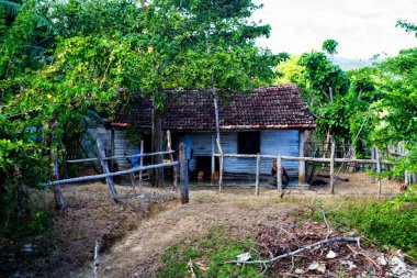 Uzak bir Küba kırsalında ve doğal ortamda eski bir ahşap kulübe. Birçok Kübalı kırsal kesimdeki ahşap kulübelerde yaşıyor..