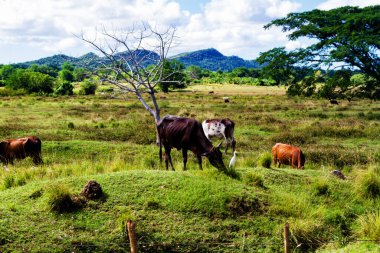 Küba 'daki Valle de los Ingenios (Valley şeker değirmenleri), ünlü bir turizm merkezi ve büyük bir şeker kamışı yetiştirme alanıdır. Trinidad