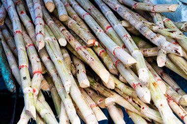 Meyve suyunu çıkarmak için taze şeker kamışı.