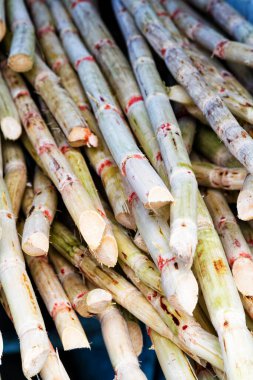 Meyve suyunu çıkarmak için taze şeker kamışı.