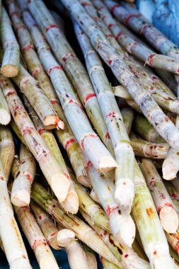 Meyve suyunu çıkarmak için taze şeker kamışı.