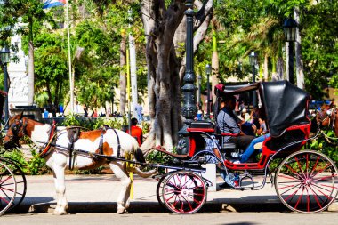 HAVANA, CUBA - NOV 29, 2017: Havana Vieja 'da turist bekleyen at arabaları).