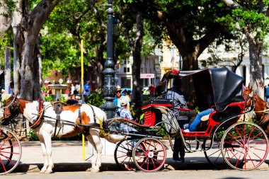 HAVANA, CUBA - NOV 29, 2017: Havana Vieja 'da turist bekleyen at arabaları).