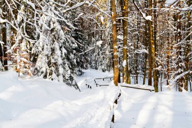 Dağlar manzaralı. Bieszczady Ulusal Parkı 'nda kışın otlak ve orman manzarası. Karpat Dağları manzarası, Polonya. Szeroki Wierch, Tarnica, Polonina Carynska ve Wetlinska 'ya giden yol.