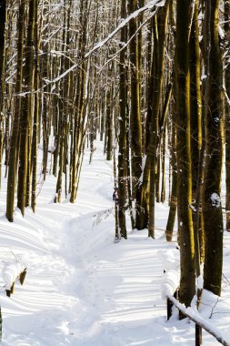 Dağlar manzaralı. Bieszczady Ulusal Parkı 'nda kışın otlak ve orman manzarası. Karpat Dağları manzarası, Polonya. Szeroki Wierch, Tarnica, Polonina Carynska ve Wetlinska 'ya giden yol.