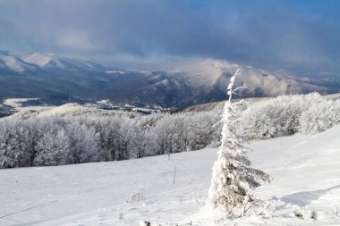 Dağlar manzaralı. Bieszczady Ulusal Parkı 'nda kışın otlak ve orman manzarası. Karpat Dağları manzarası, Polonya. Szeroki Wierch, Tarnica, Polonina Carynska ve Wetlinska 'ya giden yol.