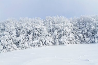 Dağlar manzaralı. Bieszczady Ulusal Parkı 'nda kışın otlak ve orman manzarası. Karpat Dağları manzarası, Polonya. Szeroki Wierch, Tarnica, Polonina Carynska ve Wetlinska 'ya giden yol.
