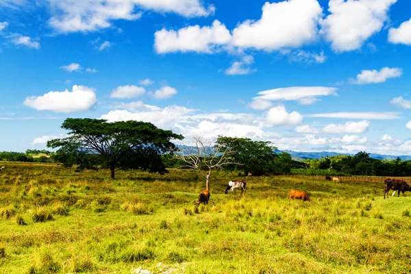 Valle Los Ingenios Cuba Famoso Destino Turístico Una Importante Zona — Foto de Stock