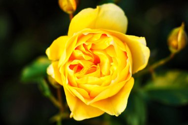 Beyaz gül Edelrose Speelwark Mum ışığı