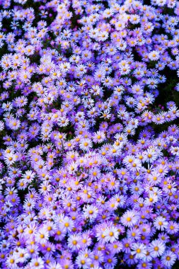 Asterların mor çiçekleri. Bahçede büyüyen mor çiçek