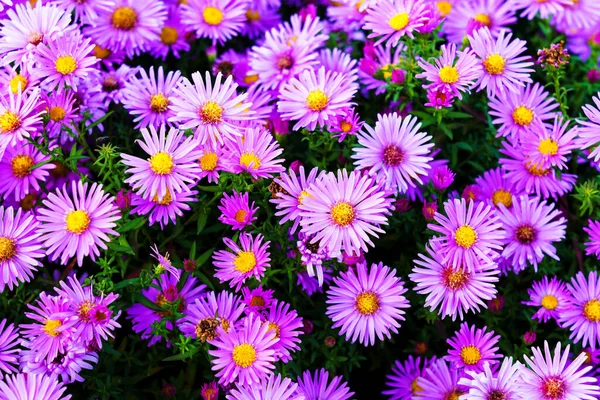 Фіолетові Квіти Айстр Фіолетовий Цвіт Росте Саду — стокове фото
