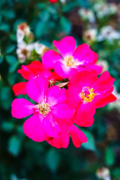 Rosa Stieg Aus Nächster Nähe — Stockfoto