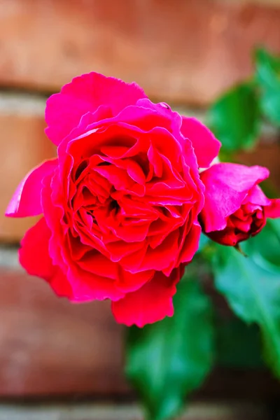 Červená Růže Shora — Stock fotografie