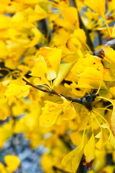 Ginko Strom Velmi Žlutými Listy Podzim — Stock fotografie
