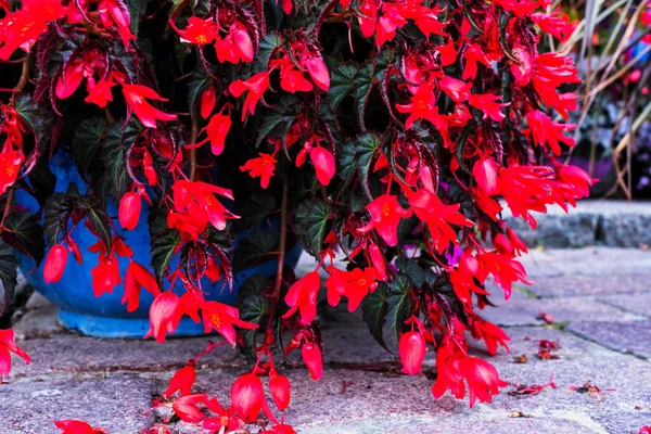 Fuchsia Blommor Vackra Fuchsia Blommor Trädgården — Stockfoto