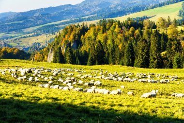 Dağların tepelerinde çobanlar, Pieniny Ulusal Parkı 'nın vahşi orman ve tarlaları arasında sığır otlatırlar. Koyunlar yün, süt ve et temin eder.