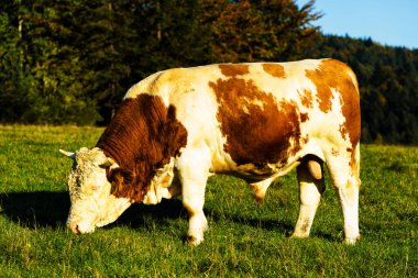 Kırmızı kahverengi inek taze çayırda duruyor, Pieniny Dağları Ulusal Parkı, Polonya