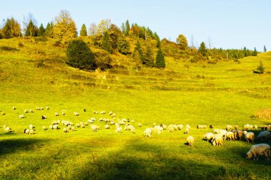 Dağların tepelerinde çobanlar, Pieniny Ulusal Parkı 'nın vahşi orman ve tarlaları arasında sığır otlatırlar. Koyunlar yün, süt ve et temin eder.
