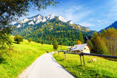 Polonya 'nın Pieniny Ulusal Parkı' nda Trzy Korony 'ye giden yol. Güneşli bir sonbahar gününün manzarası. Otlak, kulübe ve otlayan bir keçiyle..