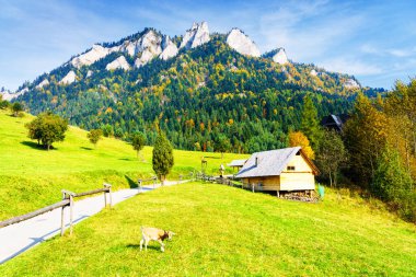 Polonya 'nın Pieniny Ulusal Parkı' nda Trzy Korony 'ye giden yol. Güneşli bir sonbahar gününün manzarası. Otlak, kulübe ve otlayan bir keçiyle..