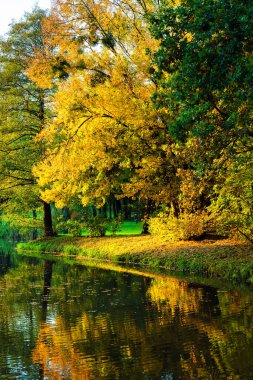 Polonya 'nın Pszczyna parkındaki yapraklar sonbaharda güzel bir manzaraya dönüşür.