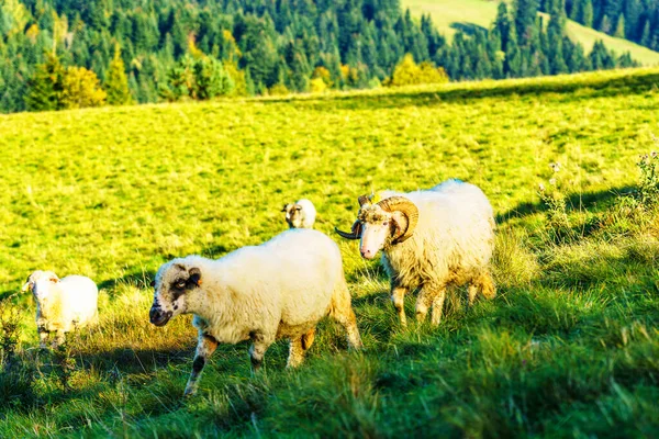 Magasan Hegyekben Pásztorok Legelnek Szarvasmarhákat Vadon Élő Erdők Pieniny Nemzeti — Stock Fotó