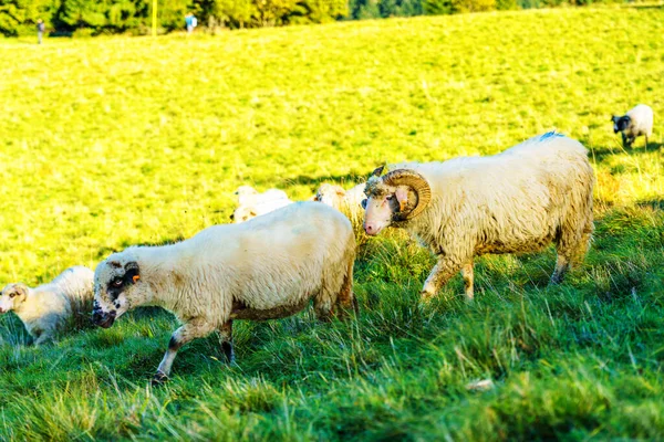 Magasan Hegyekben Pásztorok Legelnek Szarvasmarhákat Vadon Élő Erdők Pieniny Nemzeti — Stock Fotó