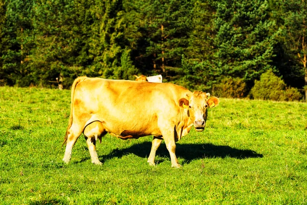 Red Brown Cow Standing Fresh Meadow Pieniny Mountains National Park — Stock Photo, Image