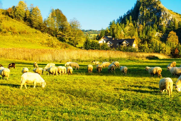High Mountains Shepherds Graze Cattle Panorama Wild Forests Fields Pieniny — Stock Photo, Image