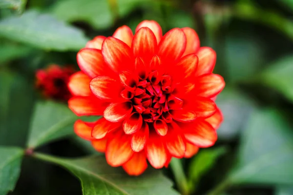Κοντινό Πλάνο Του Κόκκινου Λουλουδιού Dahlia — Φωτογραφία Αρχείου