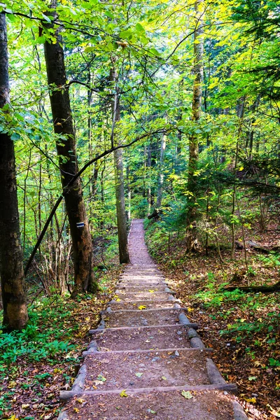 Chemin Dans Parc National Des Montagnes Pieniny Pologne — Photo