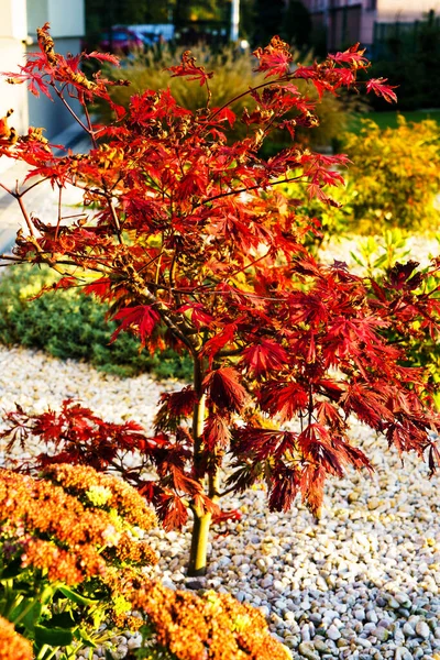 Japanese Fire Bush Acer Palmatum Maple Tree Orangeola — Stock Photo, Image